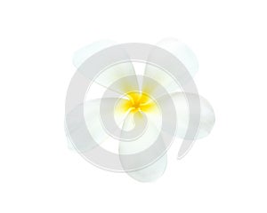 White plumeria rubra flowers blooming frangipani with water drops isolated on white background