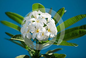 White plumeria rubra flowers on blue sky background. Frangipani flower. Exotic Plumeria Spa Flowers on green leaf