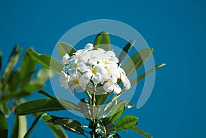 White plumeria rubra flowers on blue sky background. Frangipani flower. Plumeria pudica white flowers blooming, with