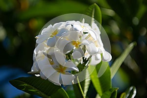 White plumeria rubra flowers close up. Frangipani flower. Plumeria pudica white flowers blooming, with green leaves