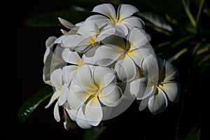 White plumeria rubra flowers. Frangipani flower. Exotic Plumeria Spa Flowers on green leaf tropical background