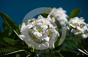 White plumeria rubra flowers. Frangipani flower. Plumeria is a perennial flowering plant in the pantip or Frangipani