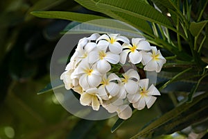 White plumeria rubra flowers. Frangipani flower. Plumeria pudica white flowers blooming, with green leaves background.