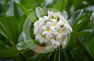 White plumeria rubra flowers. Frangipani flower. Plumeria pudica white flowers blooming, with green leaves background.