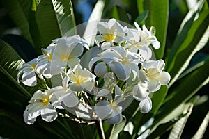 White plumeria rubra flowers. Frangipani flower. Semboja Plumeria is a group of plants in the genus Plumeria. Tropical