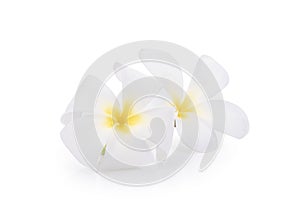 White plumeria rubra flowers isolated on White background