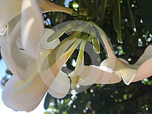 White Plumeria Tree Blossoming during Sunrise in Kekaha on Kauai Island in Hawai.