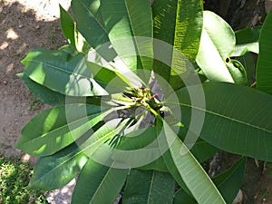 A white Plumeria tree in my garden in Sri Lanka photo