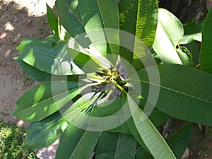 A white Plumeria tree in my garden in Sri Lanka