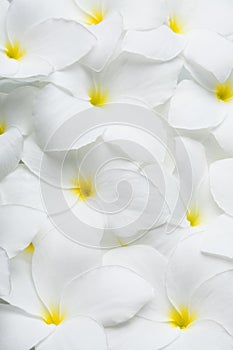 White Plumeria Tropical Hawaiian Flowers