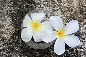 White Plumerias on concrete with moss background