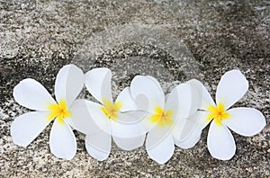 White Plumerias flower on concrete with moss background