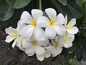 White plumerias with green leaves