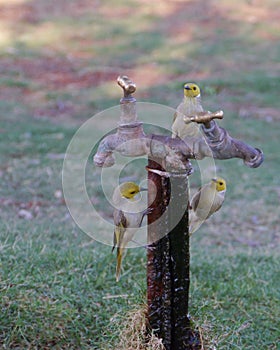 White plumes honeyeaters on a tap
