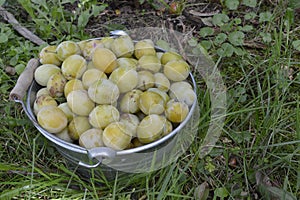 White plums