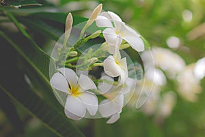 White PluSweet scent from white Plumeria flower