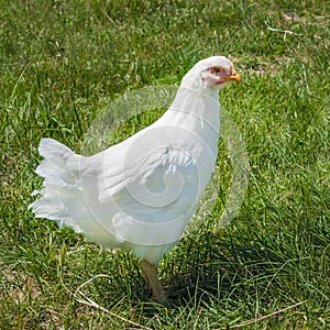 White Plymouth Rock Hen photo