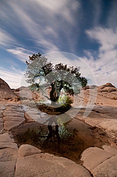 White Pocket Abstract Tree Vermilion Cliffs National Monument Utah