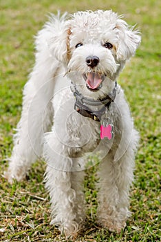 White Poddle Dog
