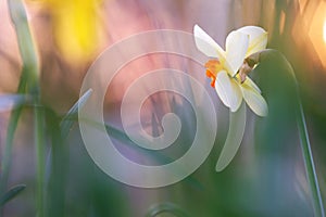 White Poeticus daffodil on the meadow