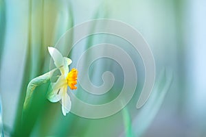 White Poeticus daffodil on the meadow