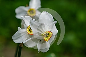 White Poets Narcissus flower Narcissus poeticus, daffodil, pheasant`s eye against green bokeh background.