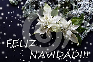 White poinsettia flower with fir tree on dark background. Christmas card. Christmastime. elegant postcard photo