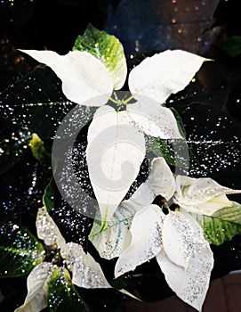 White poinsettia with glitter