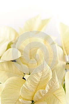 White poinsettia on white background