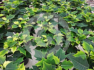 White poinsettias growing in a greenhouse