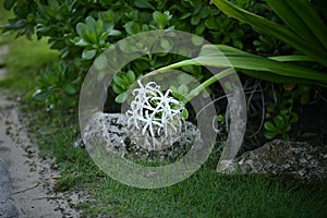 White poison bulb flower (Crinum asiaticum) in a garden