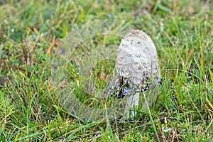 White poisonous mushroom