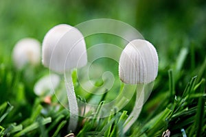 Bianco velenoso funghi erba 
