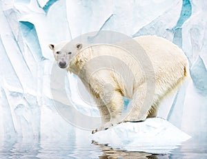 Biely polárny medveď 