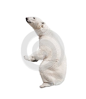 White polar bear.