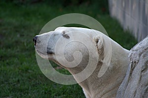 White polar bear