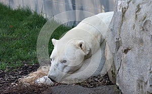 White polar bear