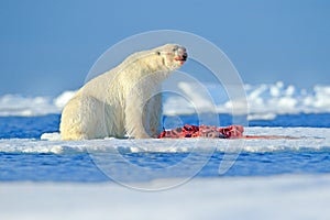 White polar bear on drift ice with snow feeding kill seal, skeleton and blood, Russia. Bloody nature with big animal. Polar bear,