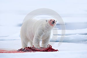 White polar bear on drift ice with snow feeding kill seal, skeleton and blood, Svalbard, Norway. Bloody nature, big animal. Polar