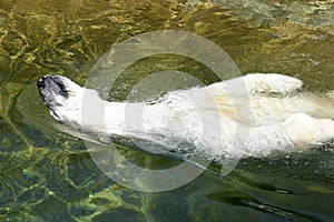 White polar bear enjoy in water