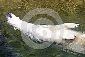 White polar bear enjoy in water