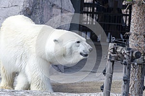 White polar bear