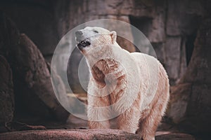 White Polar Bear Hunter on the rock