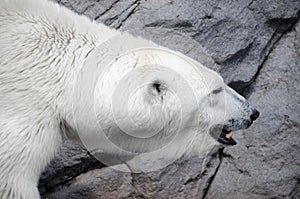 White Polar Bear Hunter in the zoo