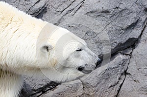 White Polar Bear Hunter in the zoo