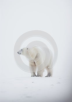 White Polar Bear. Minimalistic Elegance of Arctic Majesty. Generative AI