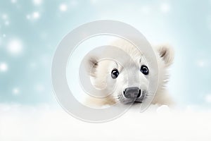 White polar bear portrait with copy space. Horizontal banner for International polar bear day or World wildlife day.