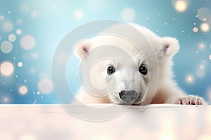 White polar bear portrait with copy space. Horizontal banner for International polar bear day or World wildlife day.