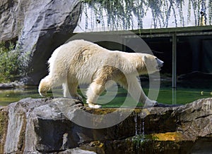 White polar bear is a predator mammal