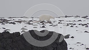 White polar bear on rocky shore in desolate of ice tundra of Svalbard.
